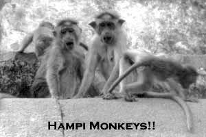 Hampi monkeys !