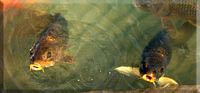 Poissons - Fishes