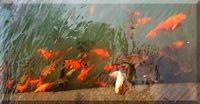 Poissons - Fishes