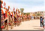Parade rajpoute! Rajput parade with camels!