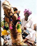 Camel and rider!