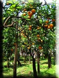 Orangeraie-citroneraie au centre de Sorrento