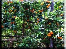 Orangeraie-citroneraie au centre de Sorrento